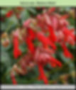 Salvia hyb Embers Wish