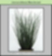 Juncus inflexus Blue Arrows