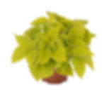 Coleus Main Street Chartres Street