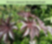 Ricinus New Zealand Purple