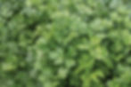 Parsley Italian Giant
