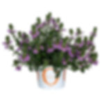 Scaevola Scala Capello Blue