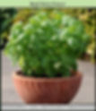 Basil Dolce Fresca