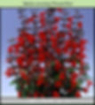 Salvia coccinia Forest Fire