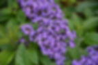 Heliotropium Atlanta