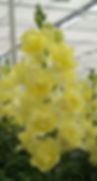 Snapdragon DoubleShot Yellow