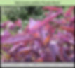 Setcreasea pallida Purple Heart