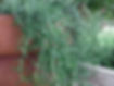 Rosemary Prostrata