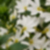 Scaevola Fanatix White