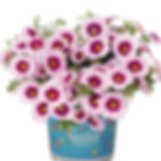 Calibrachoa Aloha Nani Appleblossom