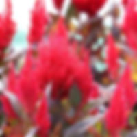 Celosia Burning Embers