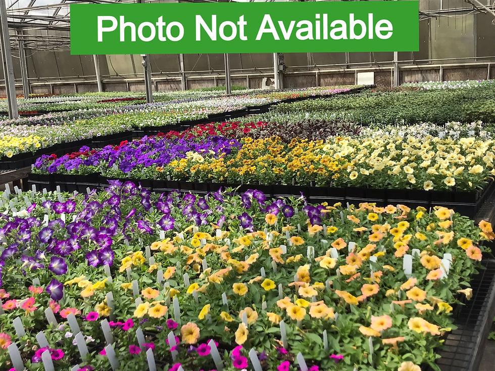 Lantana Shamrock Lavender, Lemon Glow and Yellow