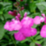 Salvia x jamensis Cool Pink