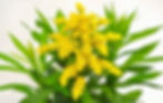 Solidago Spark Plug Yellow