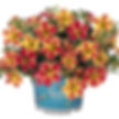 Calibrachoa Aloha Nani Tropicana