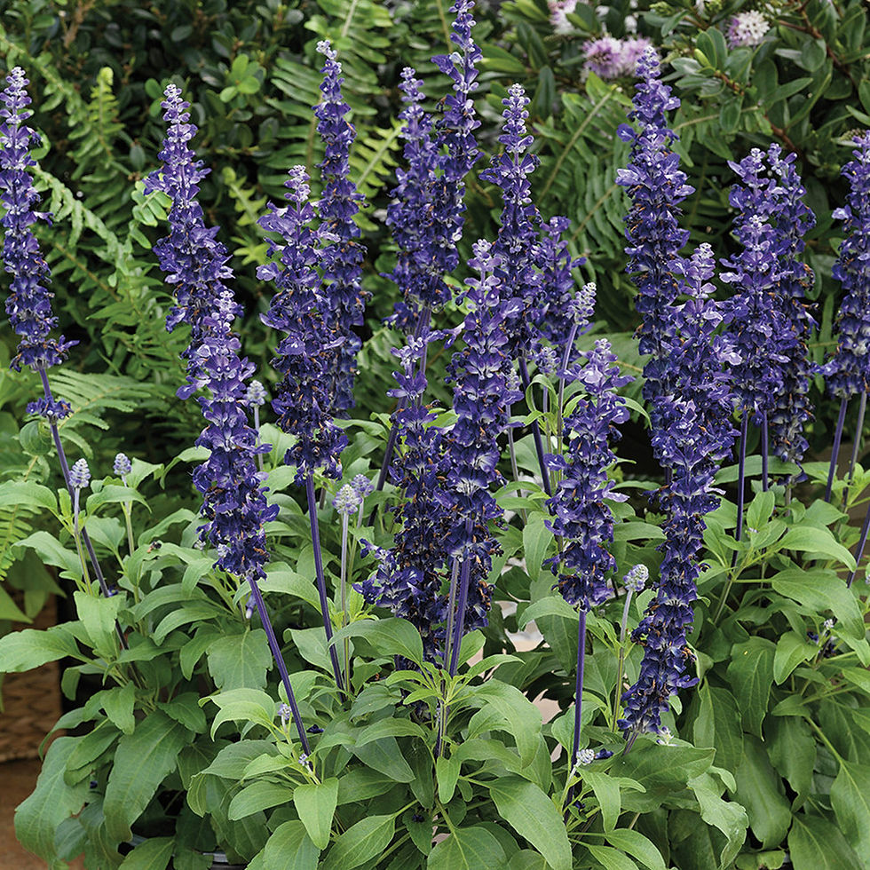 Salvia farinacea Velocity Blue