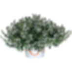 Scaevola Scala White Dove