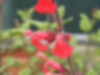 Salvia hyb Silke's Dream