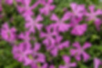 Silene hyb Carol Jean Pink