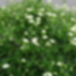 Sagina Green Moss