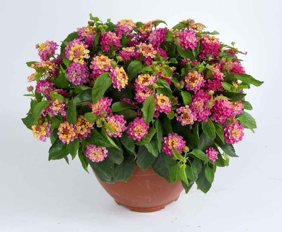 Lantana camara Gem Compact Pink Opal