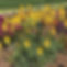 Cassia didymobotrya Popcorn