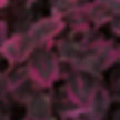 Coleus Florida Sun Rose