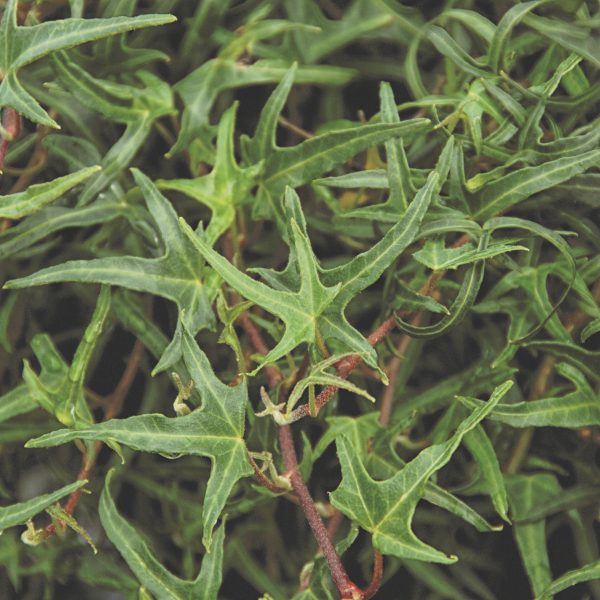 Hedera Ivy Feenfinger