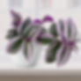 Tradescantia Nanouk