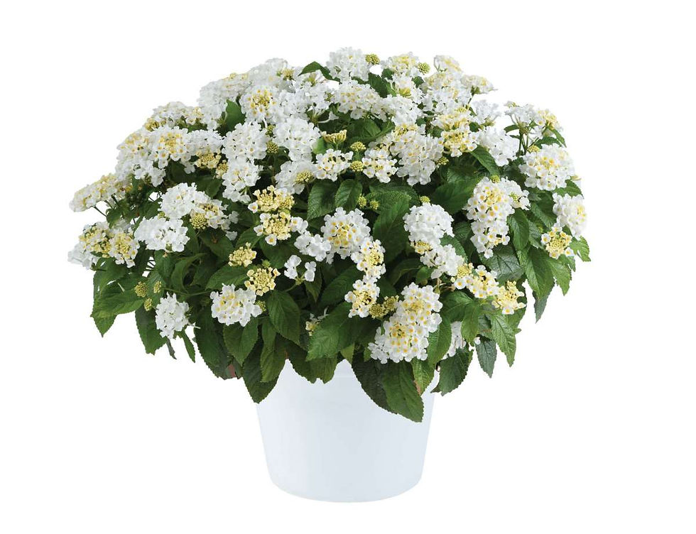 Lantana camara Gem Compact White Sapphire