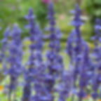 Salvia farinacea Victoria Blue