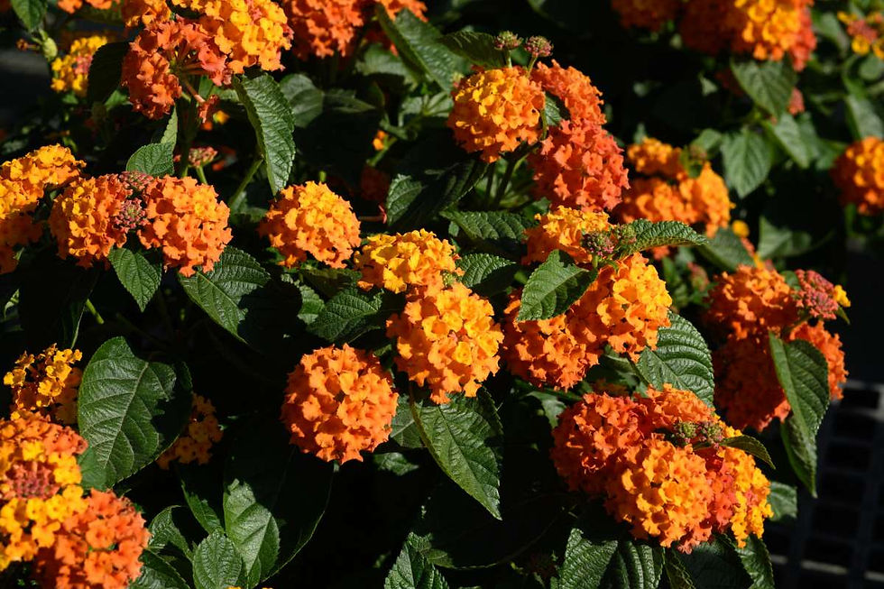 Lantana Gem Citrine