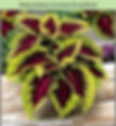 Coleus Kong Rose