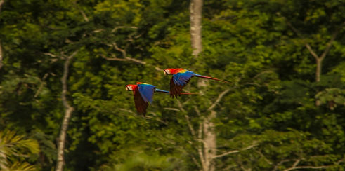 macaws-flying