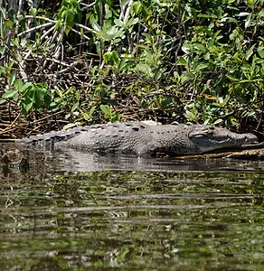 Crocodile Belize