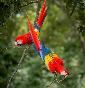 scarlet-macaws-form-monogamous-pair-bonds-that-lasts forever