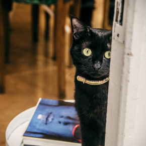 Autumn safety advice for Northamptonshire cat owners.