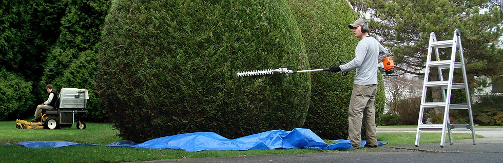 Employee trimming bushes with a hedge trimmer