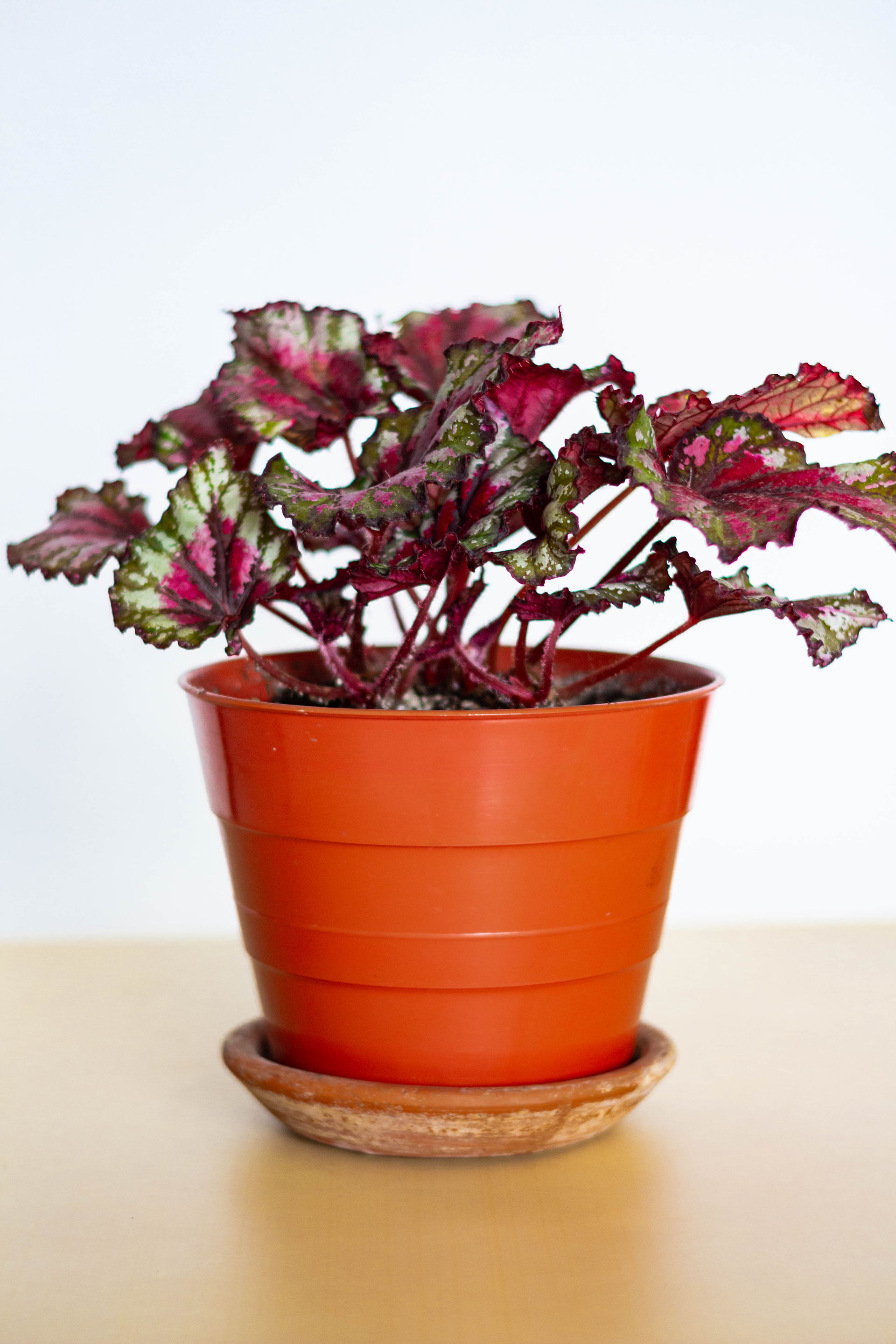 begonia-rex