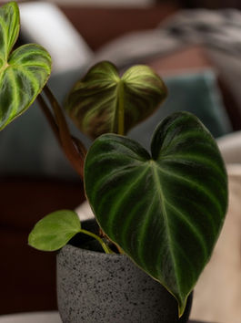 Philodendron Verrucosum