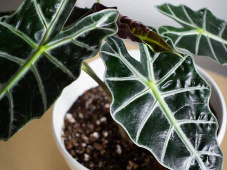 Alocasia × amazonica 'Polly': consejos de cuidado y mantenimiento básico