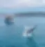 whale watching