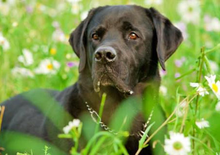 La Leishmaniosi canina in Piemonte