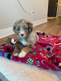 Aussiedoodles, Bernedoodles and Australian Mountain Doodles in Colorado