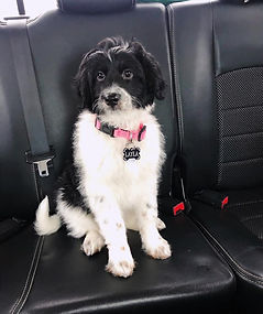 Aussiedoodles, Bernedoodles and Australian Mountain Doodles in Colorado