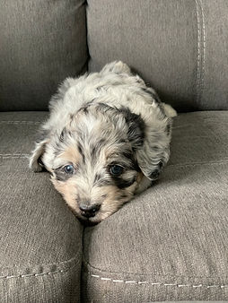 Aussiedoodles, Bernedoodles and Australian Mountain Doodles in Colorado