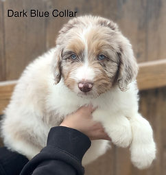Aussiedoodles, Bernedoodles and Australian Mountain Doodles in Colorado