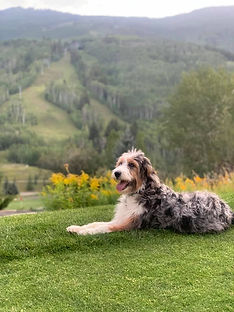 Aussiedoodles, Bernedoodles and Australian Mountain Doodles in Colorado