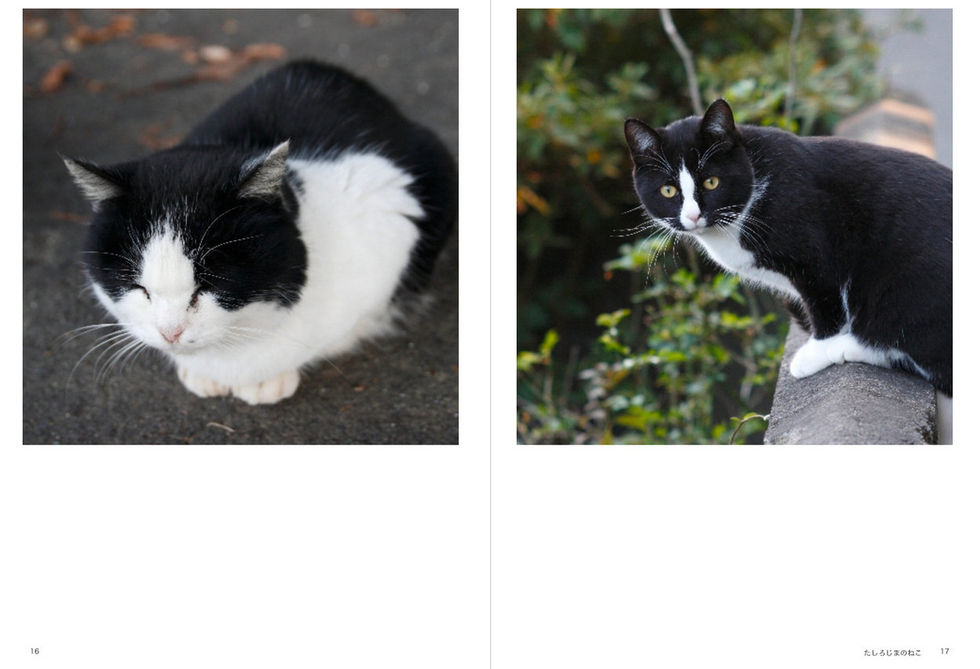 10. たしろじまのねこ