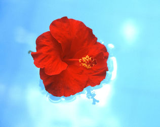 01. 南国の花／Pertiwi Bungalows, Ubud